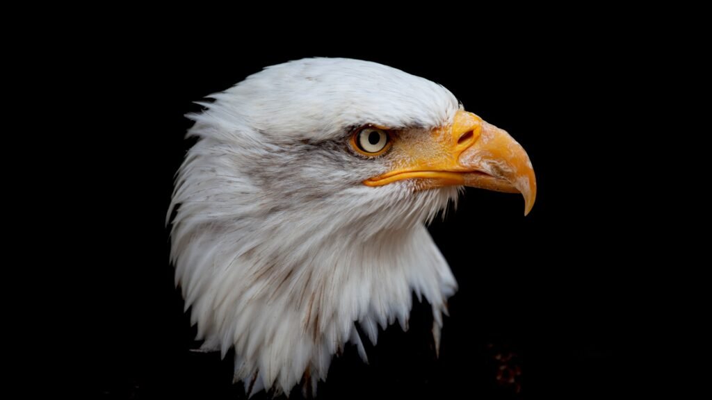 eagle wallpapers 4K