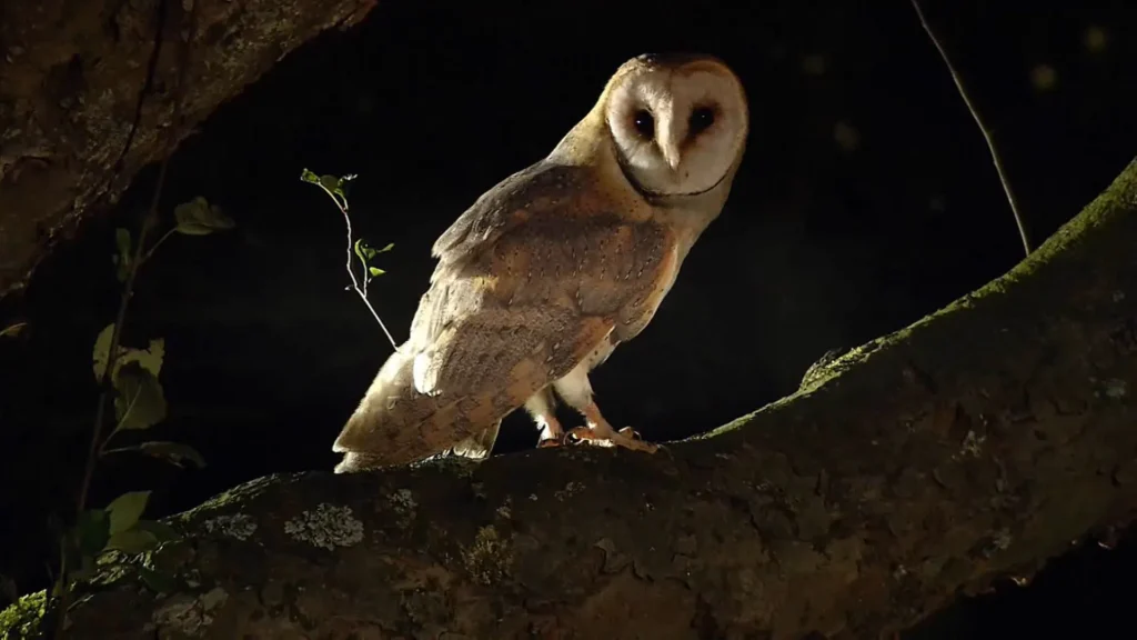 barn owl 4K wallpapers
