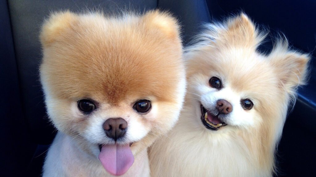 Boo the Pomeranian HD