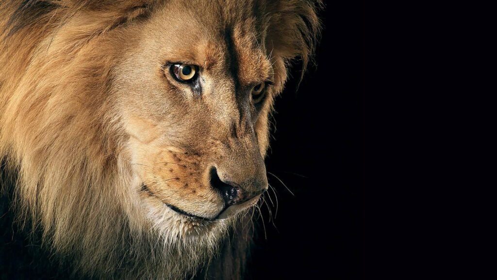 lion wallpapers