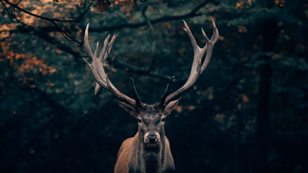 beautiful deer images