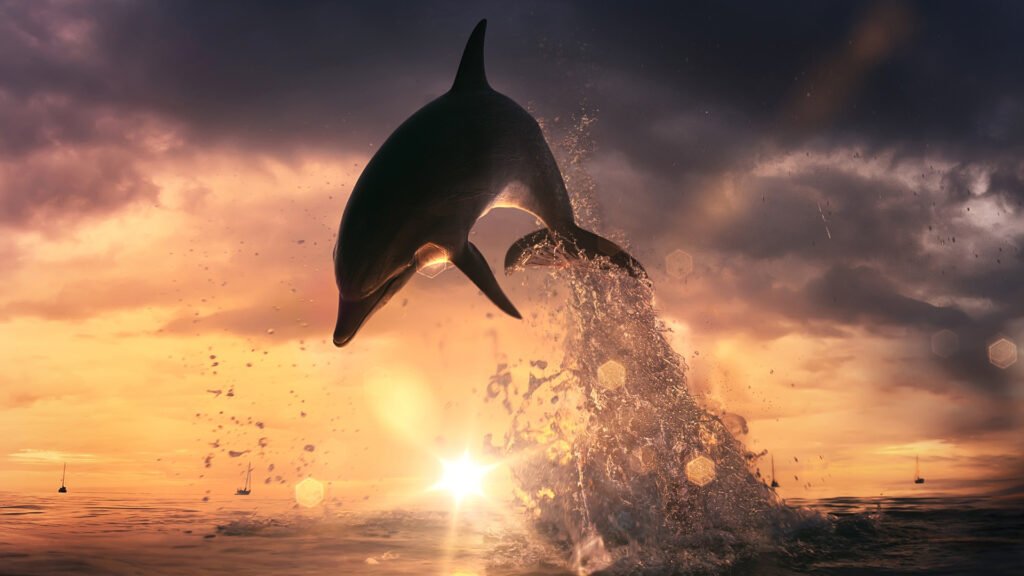 dolphin 4K backgrounds