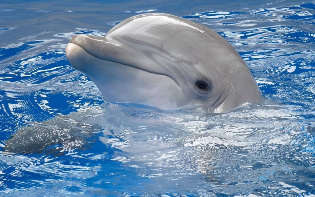 dolphin ocean wallpapers