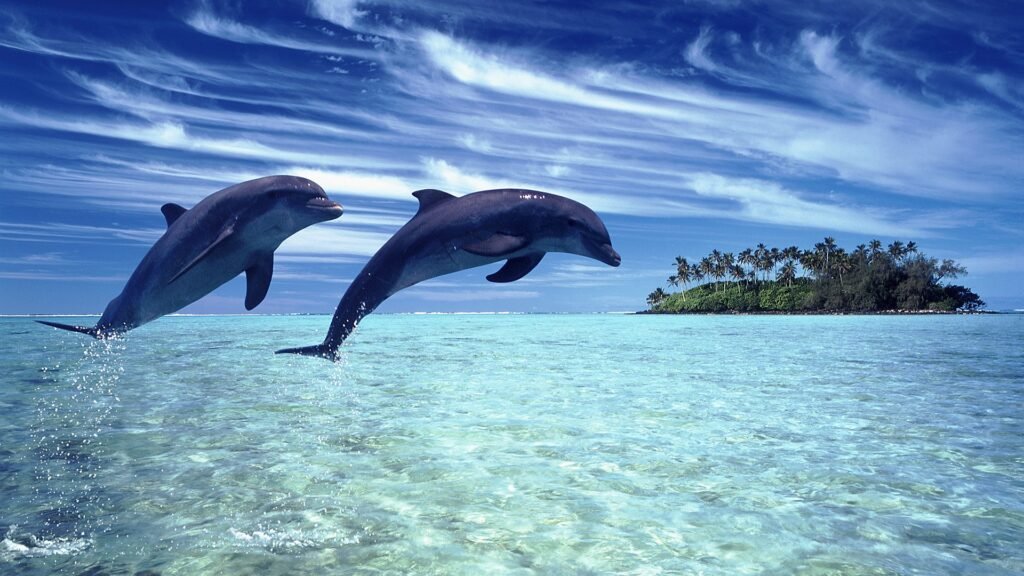 underwater dolphin wallpapers