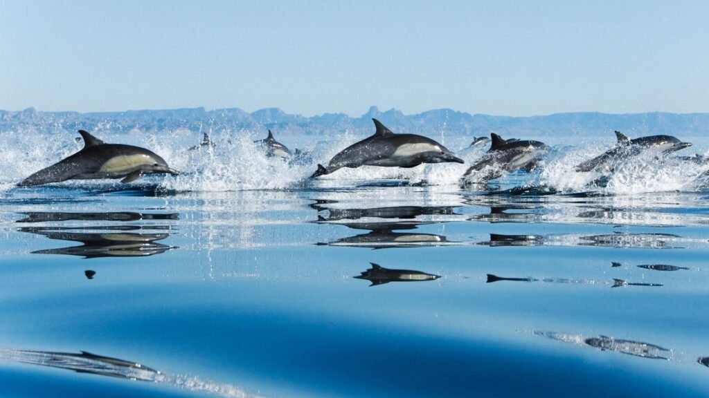 cute dolphin wallpapers