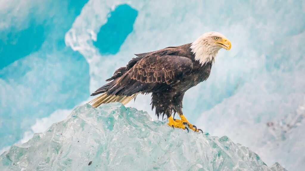 eagle 4K backgrounds
