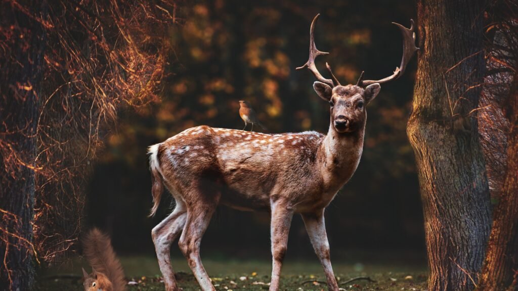 deer desktop backgrounds