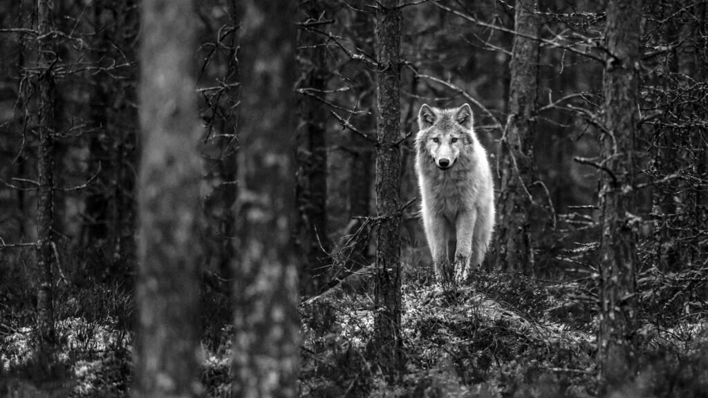 Arctic wolf wallpapers