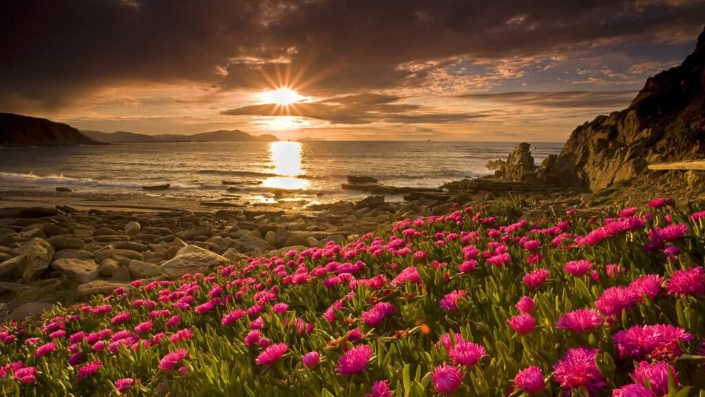 colorful flower wallpapers
