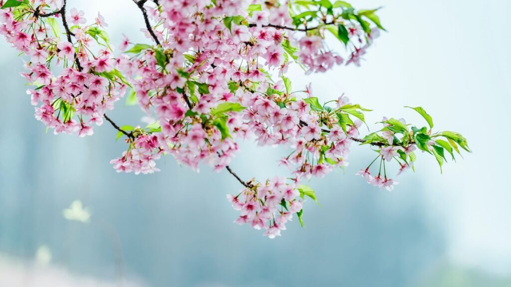 flower aesthetic wallpapers
