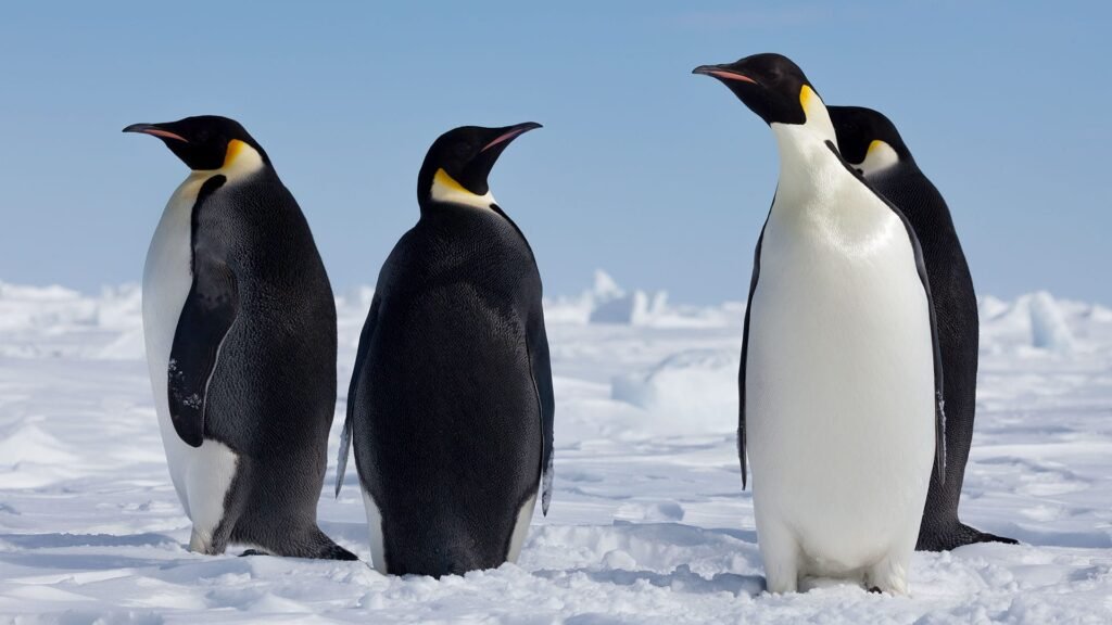 emperor penguin backgrounds