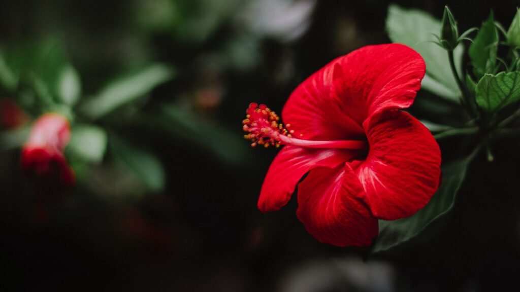 flower nature wallpapers