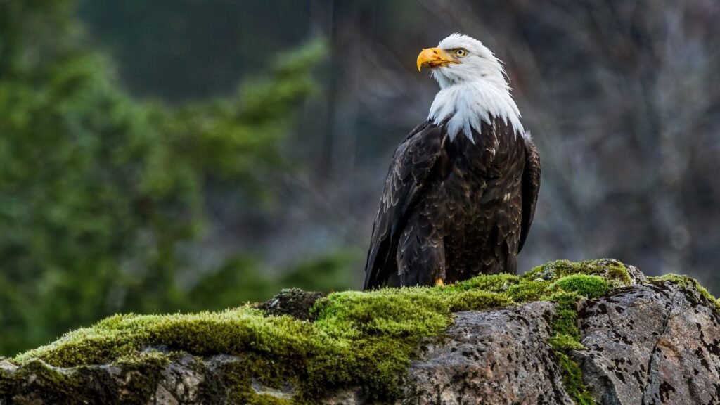 majestic eagle pictures