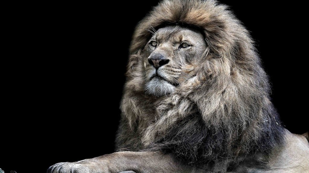 majestic lion wallpaper