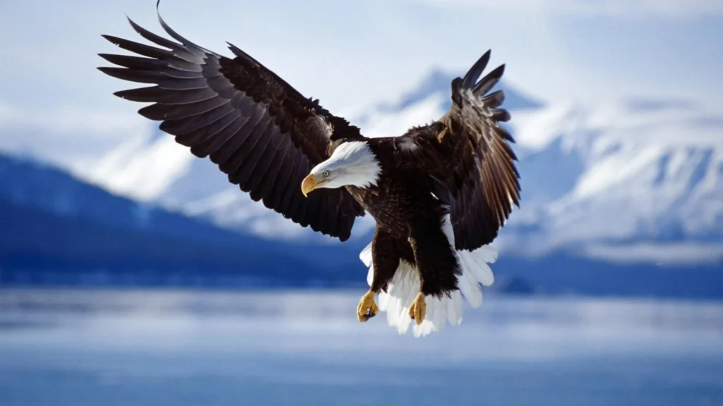 close up eagle images