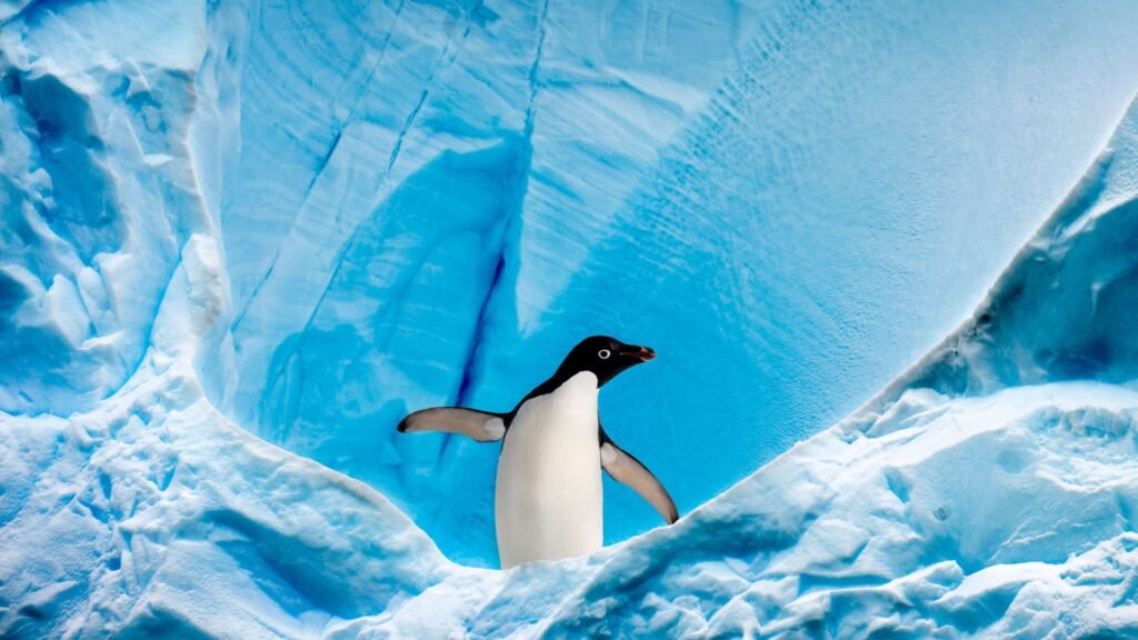 emperor penguin photos HD