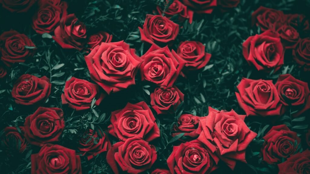 red flowers laptop wallpaper