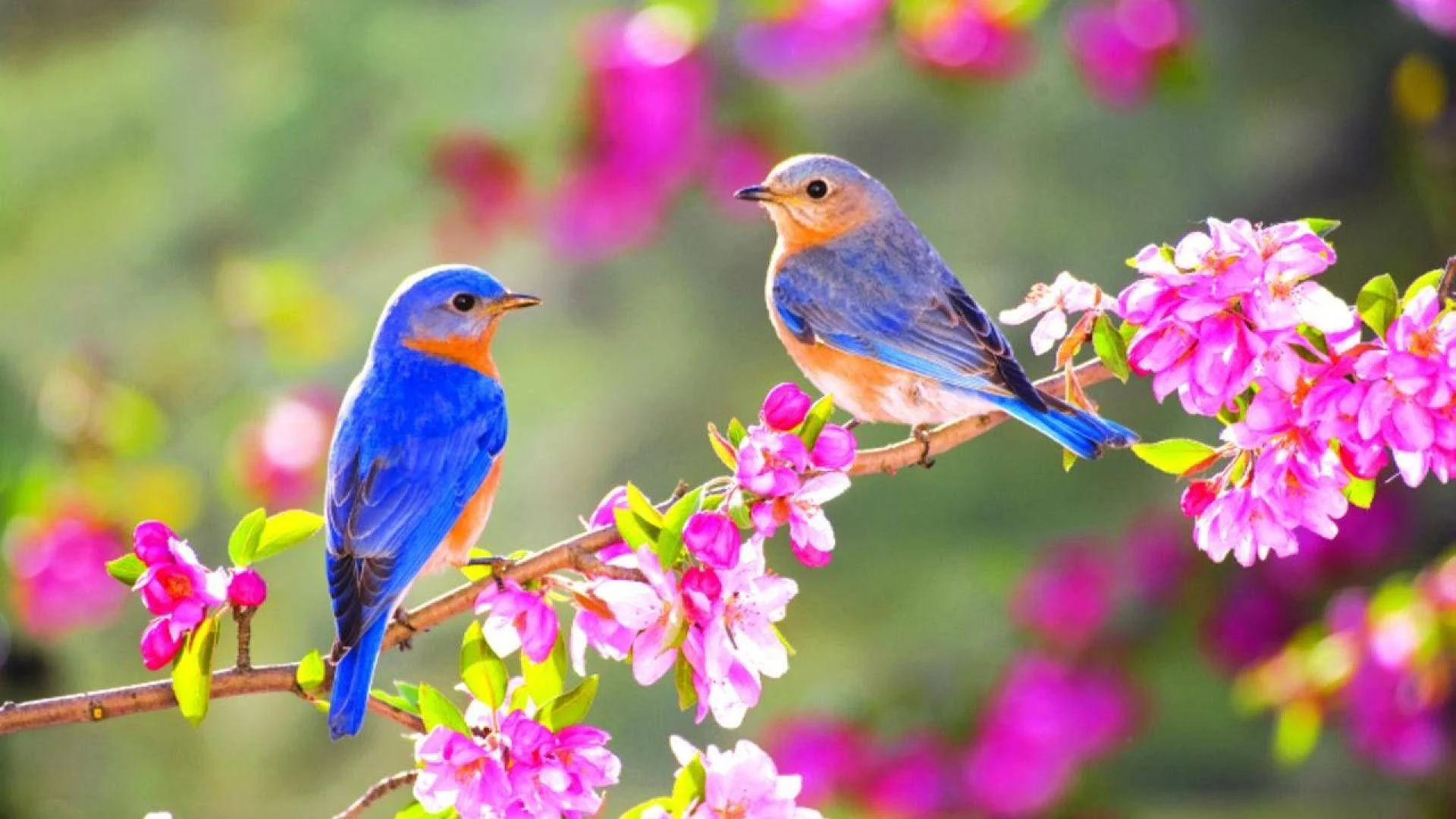 desktop bird wallpapers