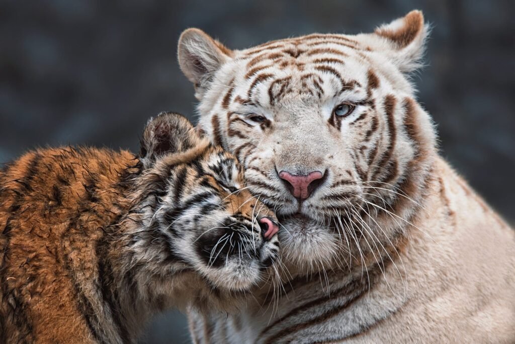 white tiger HD wallpapers