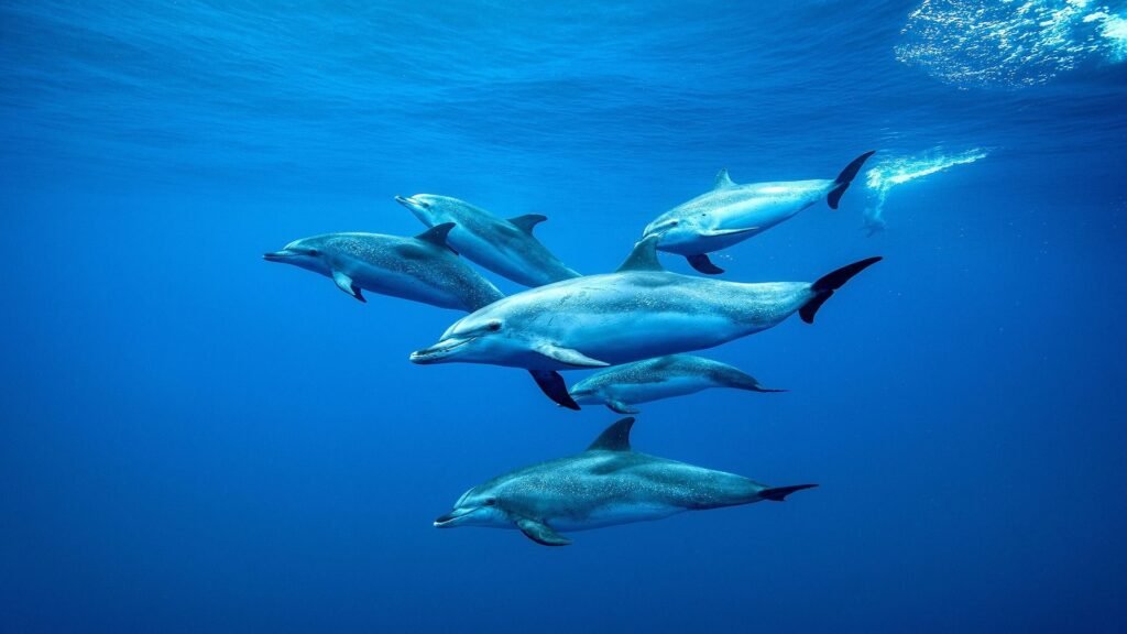  dolphin swimming wallpapers