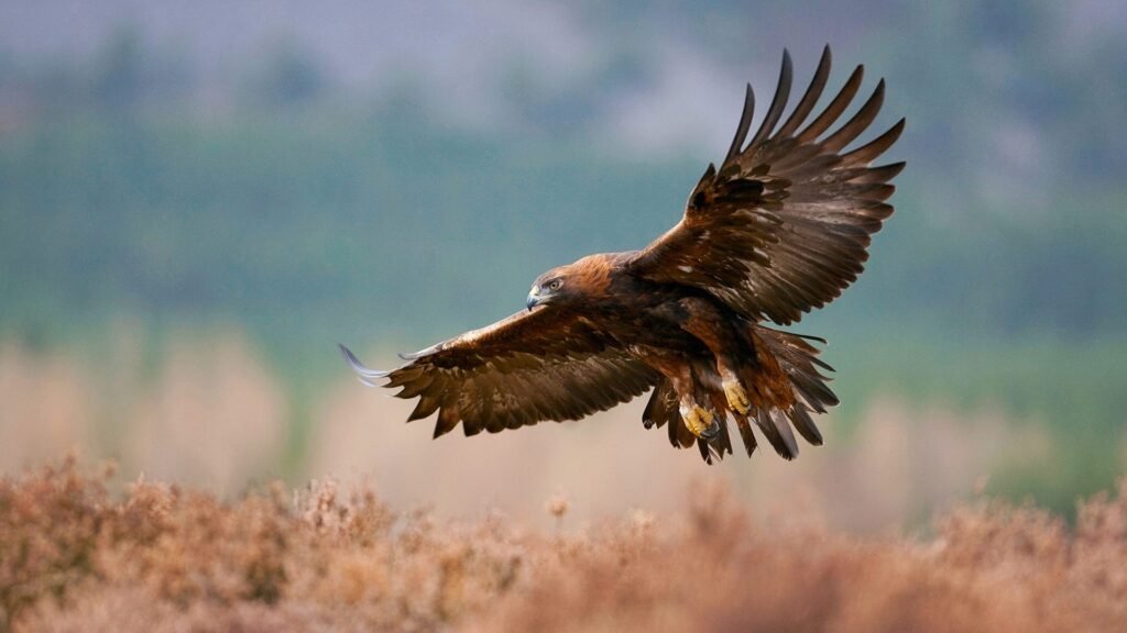 eagle backgrounds for phone