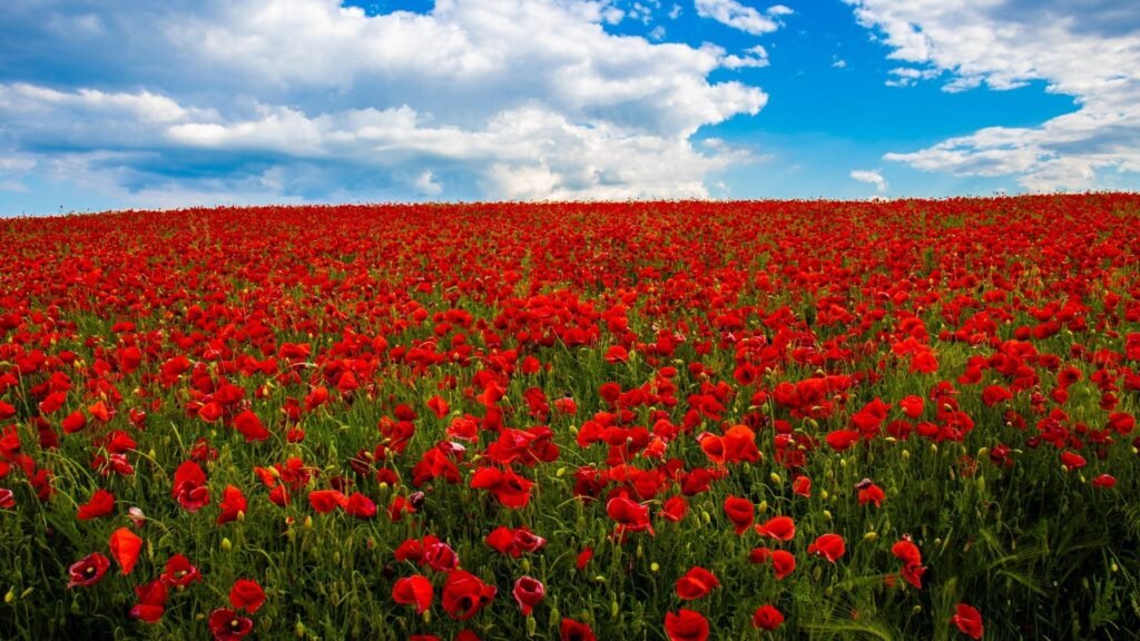 romantic red flower wallpapers