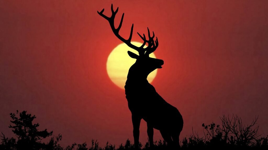 baby deer wallpapers