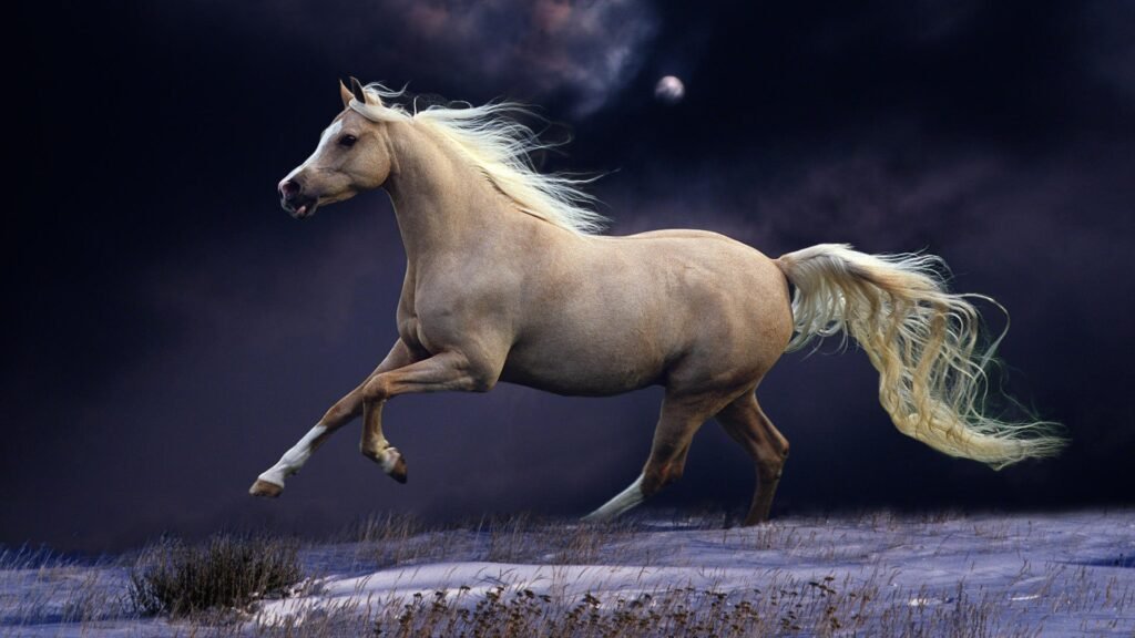 animal HD wallpapers