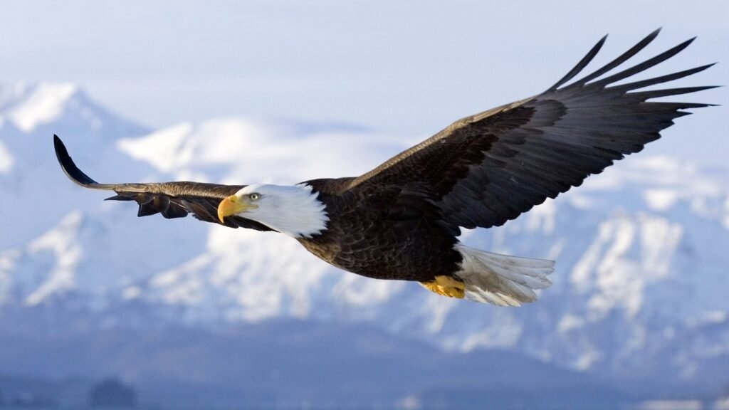 eagle nature wallpapers