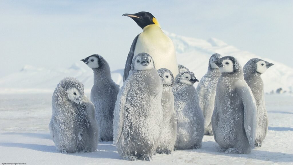 emperor penguin desktop wallpapers