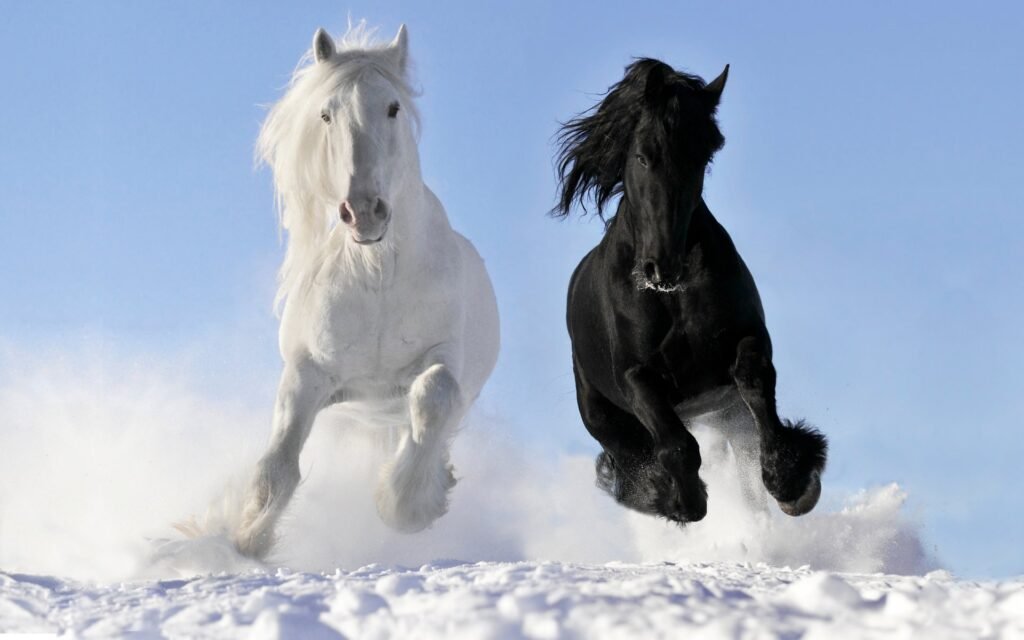 horse nature backgrounds