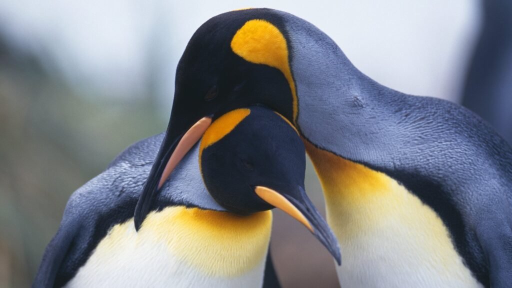 emperor penguin images download