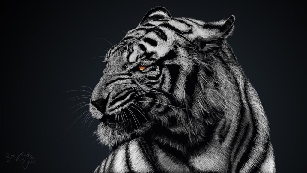 white tiger HD wallpapers