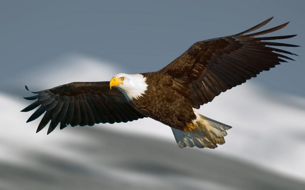free eagle wallpapers