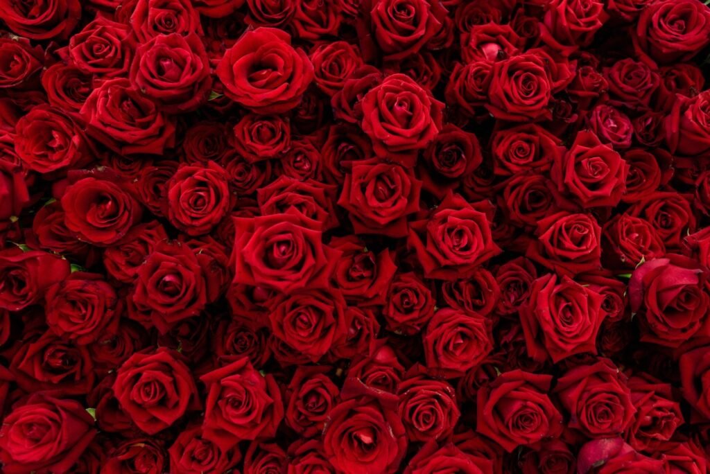 red rose backgrounds