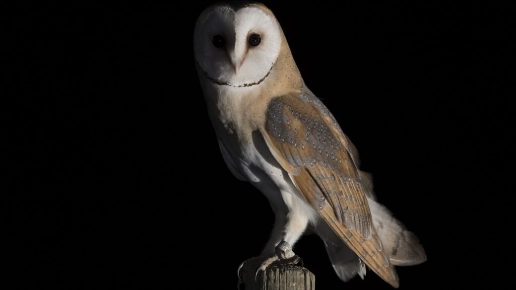 barn owl photos HD