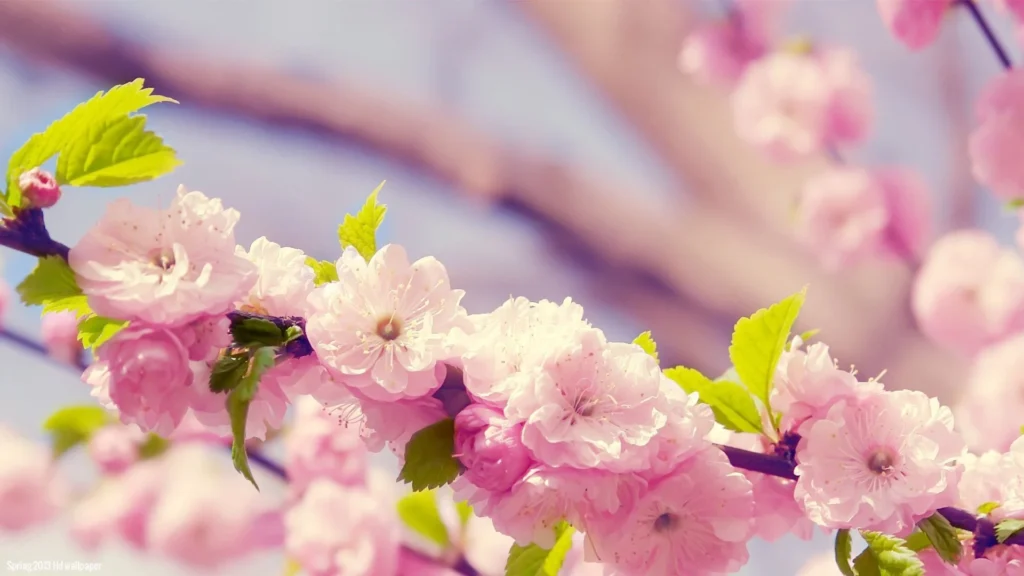 spring flower wallpapers