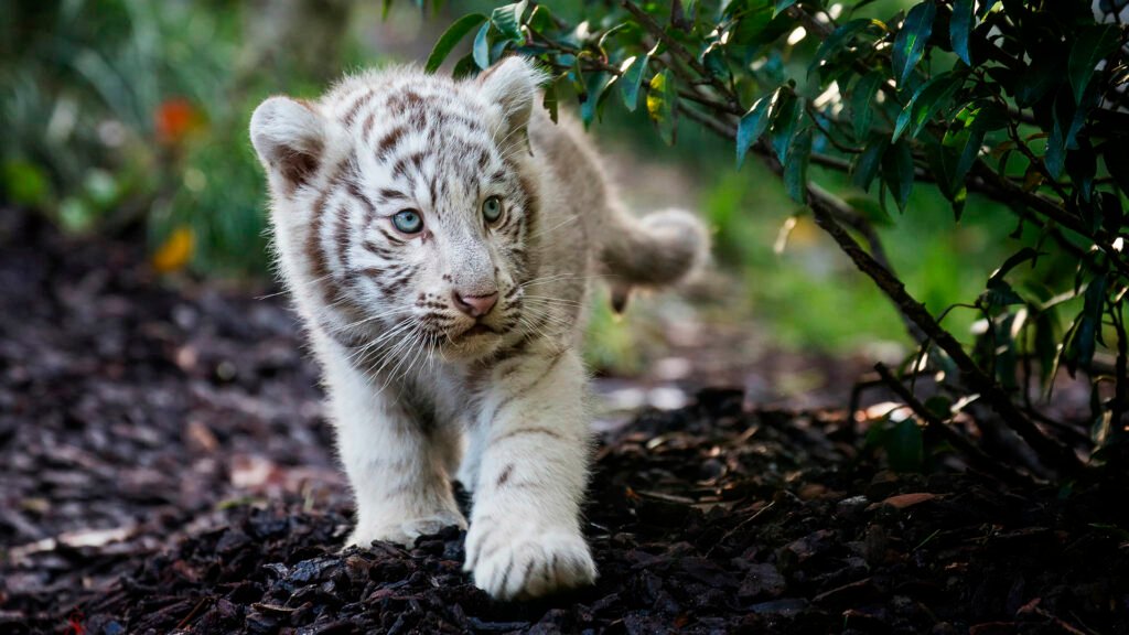 white tiger HD wallpaper