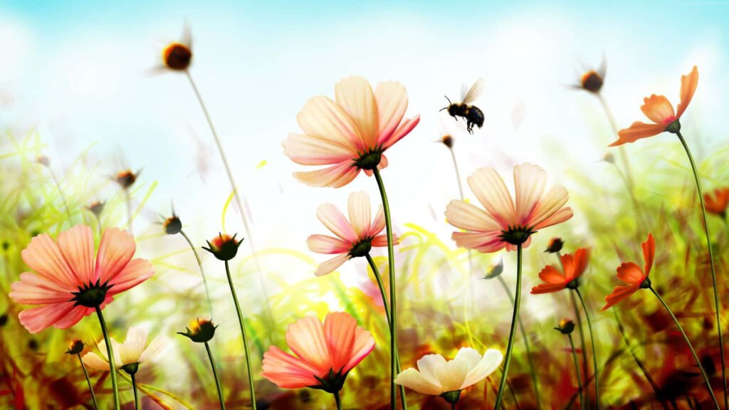 flower HD wallpapers