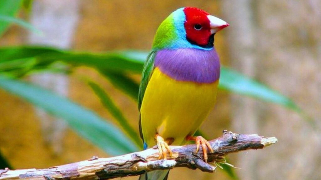 colorful bird wallpapers
