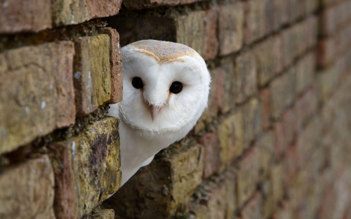 white barn owl wallpapers