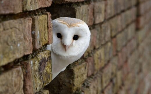 white barn owl wallpapers