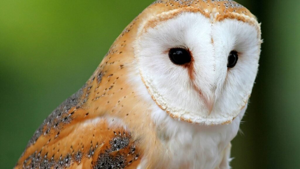 4K barn owl wallpapers for mobile