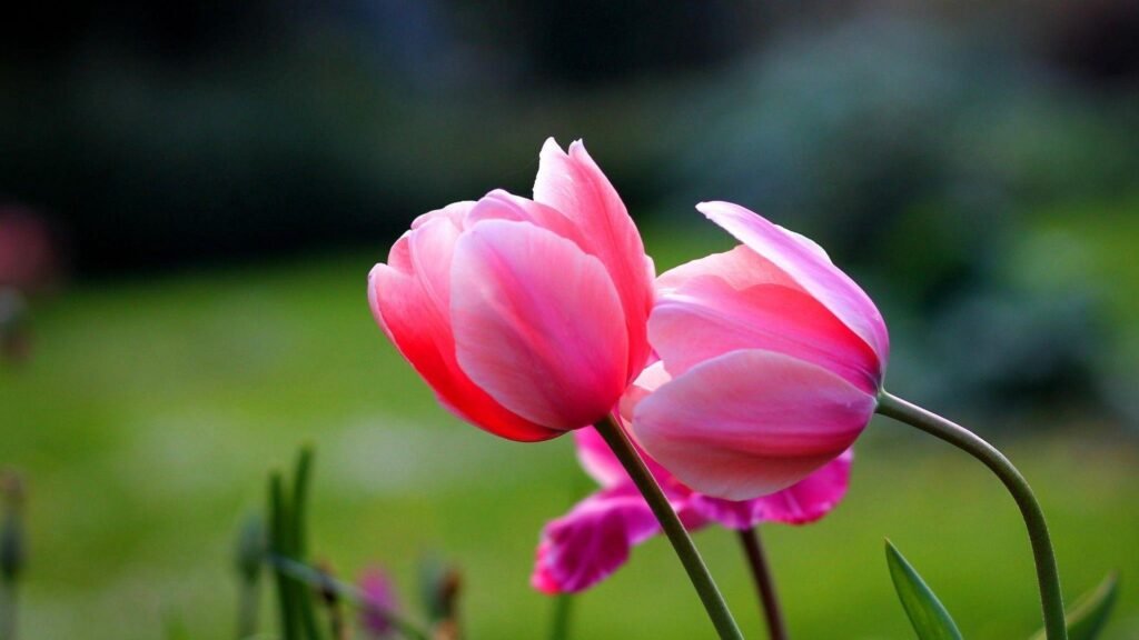 pink flower wallpapers