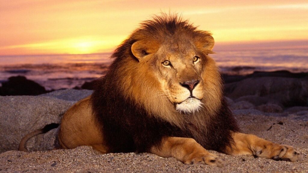 male lion wallpaper