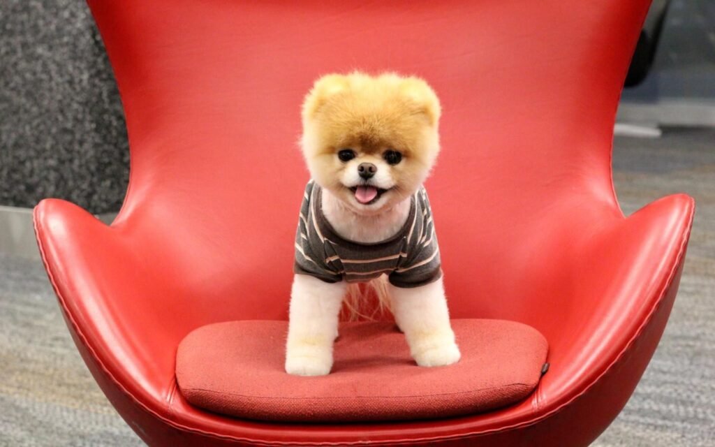 fluffy dog wallpapers