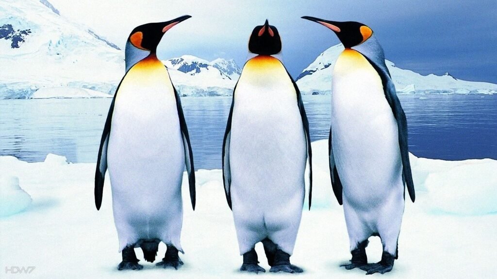 antarctic penguin wallpapers