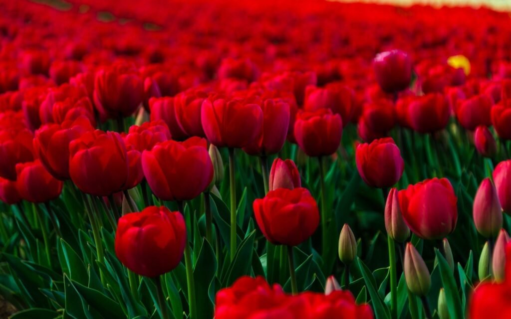 red blossom wallpapers