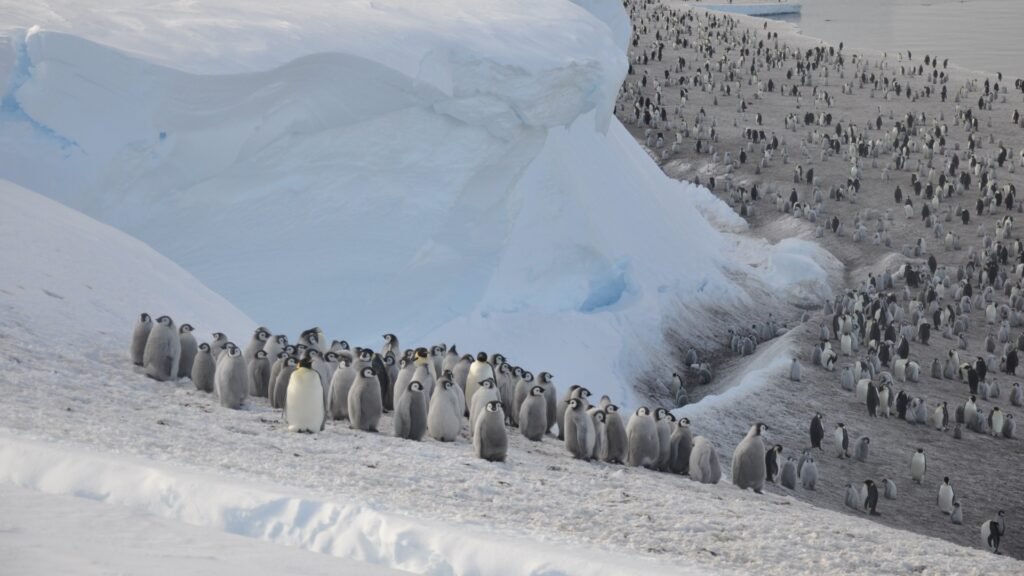 emperor penguin colony photos